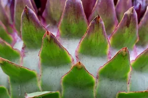 artichoke jigsaw puzzle