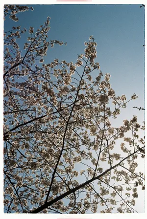 Sunlit cherry blossoms against a clear blue sky. jigsaw puzzle