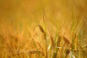 barley jigsaw puzzle