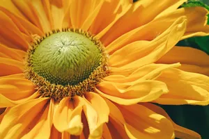 sunflower jigsaw puzzle