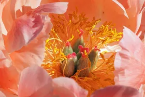 flower jigsaw puzzle