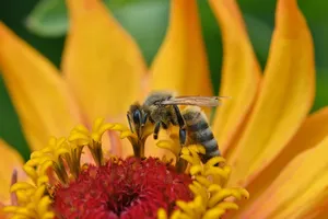 bee jigsaw puzzle