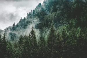 green trees under white cloudy sky jigsaw puzzle