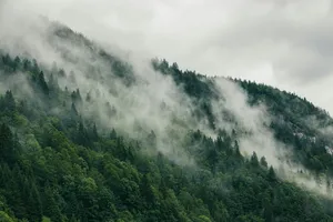 a forest of trees jigsaw puzzle
