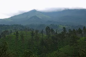 a forest of trees in front of a mountain jigsaw puzzle