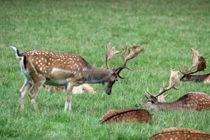 brown and white spotted deer on green grass field during daytime jigsaw puzzle