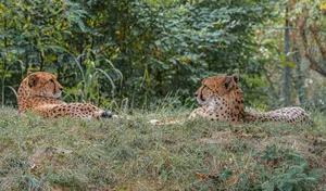 a couple of cheetahs lying in the grass jigsaw puzzle