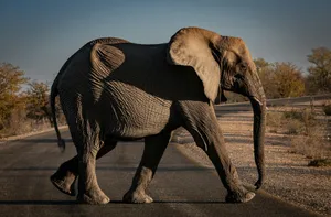 a large elephant walking across a street next to a forest jigsaw puzzle