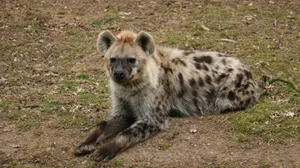 a spotted hyena laying on the ground jigsaw puzzle