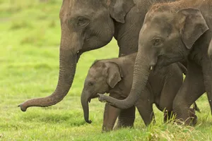 a group of elephants playing jigsaw puzzle