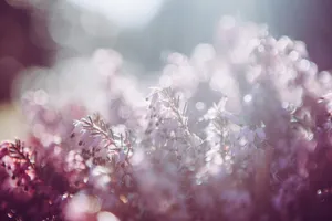 pink and white petaled flowers jigsaw puzzle