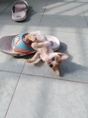 撒娇小猫 jigsaw puzzle