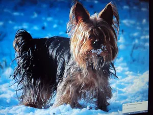 Jigger jigsaw puzzle