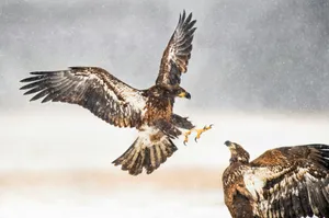 two brown eagles jigsaw puzzle