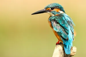 blue and brown bird on brown tree trunk jigsaw puzzle