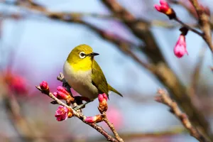yellow bird on Sakura tree jigsaw puzzle