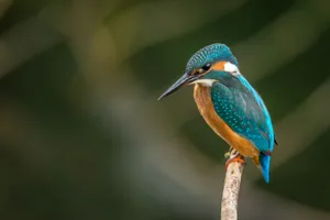 selective focus photography of blue kingfisher jigsaw puzzle