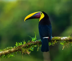blue and yellow bird on brown and green stem jigsaw puzzle