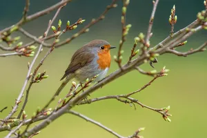 robin jigsaw puzzle