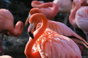 flamingo jigsaw puzzle
