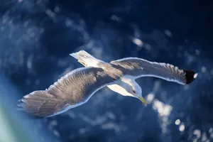 gull jigsaw puzzle