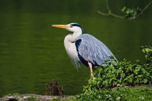 grey heron jigsaw puzzle