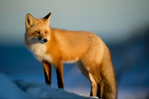 brown fox on snow field jigsaw puzzle