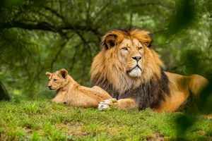brown lion on green grass field jigsaw puzzle
