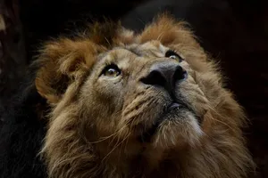 lion jigsaw puzzle