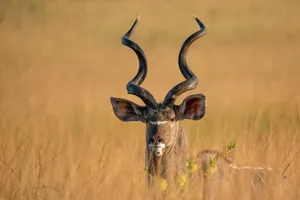 greater kudu jigsaw puzzle