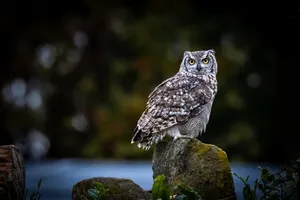 owl jigsaw puzzle