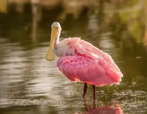 spoonbill jigsaw puzzle