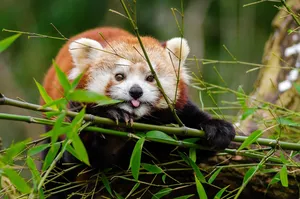 red panda jigsaw puzzle