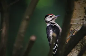 great spotted woodpecker jigsaw puzzle