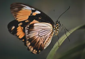 butterfly jigsaw puzzle