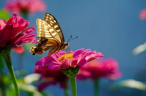 butterfly jigsaw puzzle