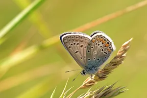 butterfly jigsaw puzzle