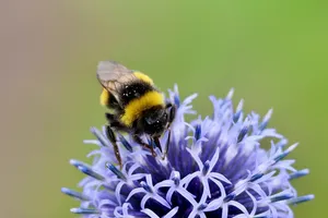 bumblebee jigsaw puzzle