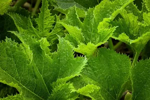 leaves jigsaw puzzle