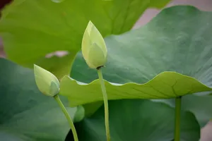lotus jigsaw puzzle