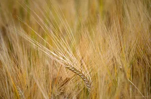 barley jigsaw puzzle