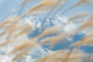 Snow-capped mountain peak partially obscured by golden reeds. jigsaw puzzle