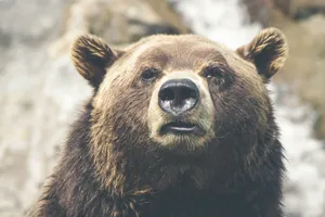 brown bear selective focal photo during daytime jigsaw puzzle