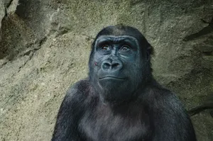 closeup photo of black gorilla jigsaw puzzle