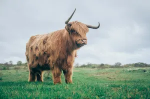 brown yak on green grass jigsaw puzzle