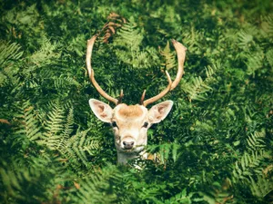brown and white deer surrounded by green plants jigsaw puzzle