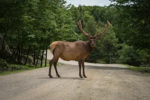 brown deer on brown land near trees jigsaw puzzle