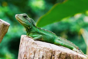 green iguana jigsaw puzzle