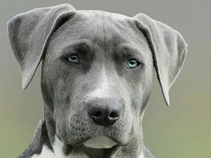 focus photography of grey dog during daytime jigsaw puzzle