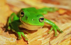 green frog on wood jigsaw puzzle
